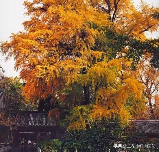 中国珍稀濒危植物保护名录,十大珍稀植物排行榜