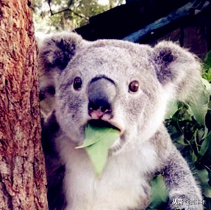 “大头”？“被宰”？咋“装”成地道东北人去买长白山土特产