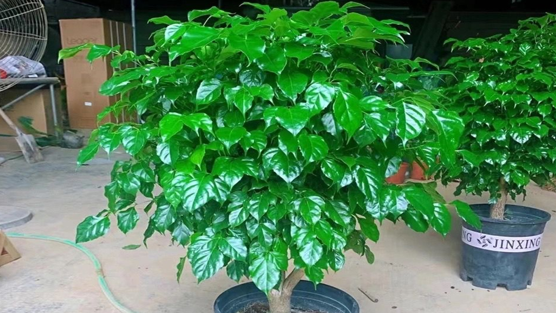 幸福树怎么能长得快又茂盛,幸福树多久从小苗养成老桩