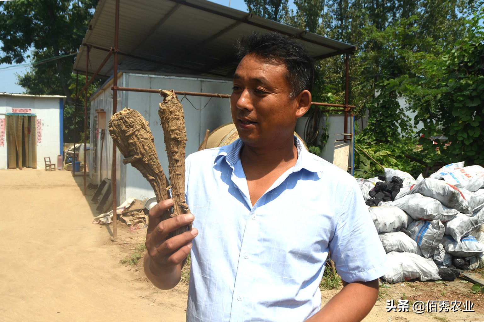 种植中药材一亩赚1万,中药材种植收益如何分配