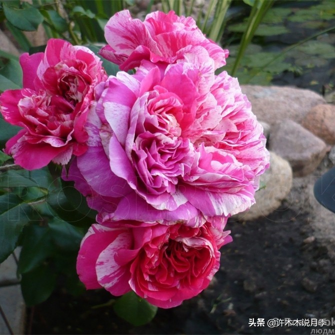 月季叶子掉光变成光杆了怎么回事？用这几招让你的月季满血复活