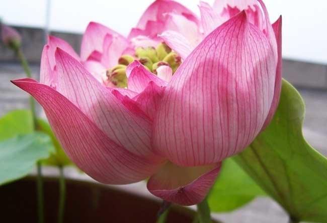 夏天怎么养花才不会绿根,盆景荷花春天怎样养护