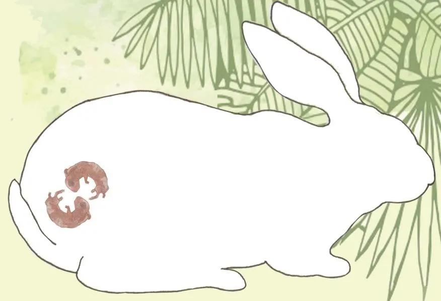 爱吃好斗、五色眼珠......聊聊小兔子的那些奇闻异事