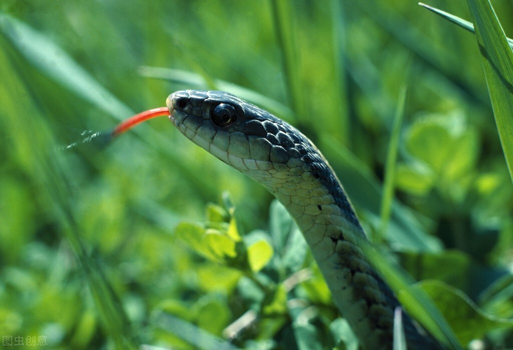 为什么蜘蛛是最恐怖的动物,为什么人类对蛇的恐惧比老虎更强