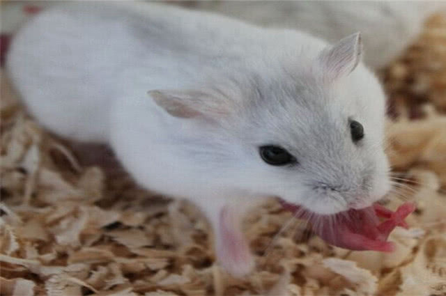 母仓鼠生了宝宝后吃掉宝宝,母仓鼠生完小仓鼠以后全吃了