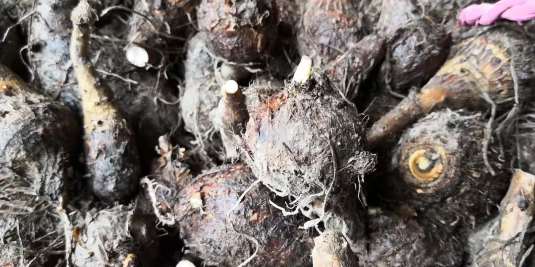 素食餐厅尴尬,素食餐厅为什么总是开不下去