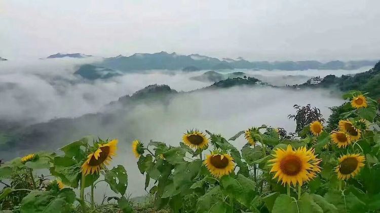 8月向日葵云海（徽州百工、黟县的朋友圈、瓷都景德镇）采风