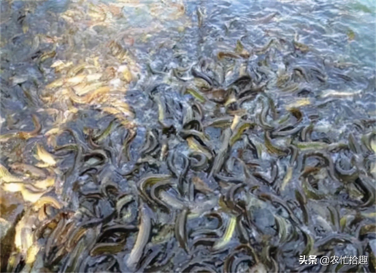 6月一斤12元,很多养殖户投入,如今价格腰斩已亏本,悔不当初