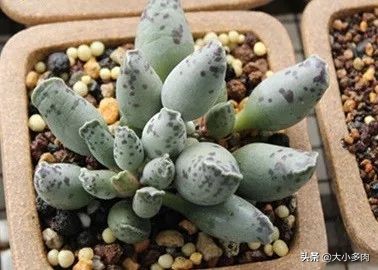 多肉品种水泡,粉色萌宠多肉