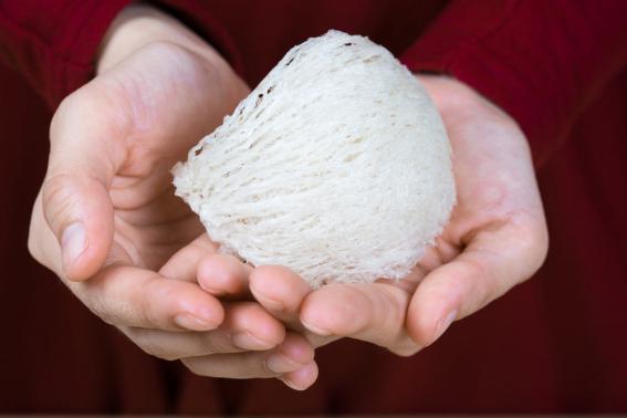 泰国燕窝为什么是假的,印尼燕窝和泰国燕窝的区别对比