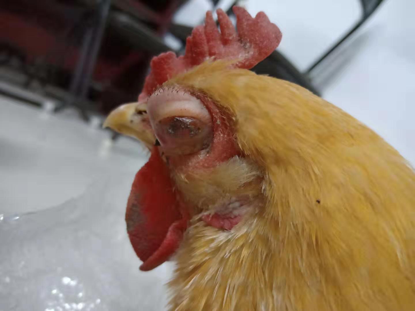 流泪后眼睛肿了怎么快速消肿,肿脸肿眼泡怎么办