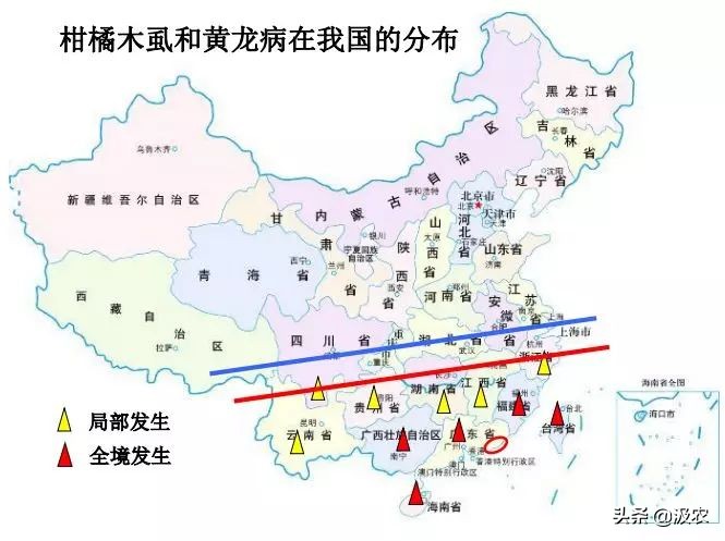 黄龙病对柑橘果园的危害,柑橘黄龙病根治方法