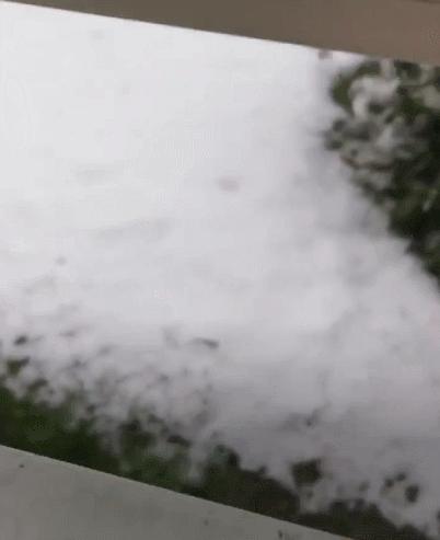 养了十多天的猫损失了几万元,偷偷养只猫最后全军覆没