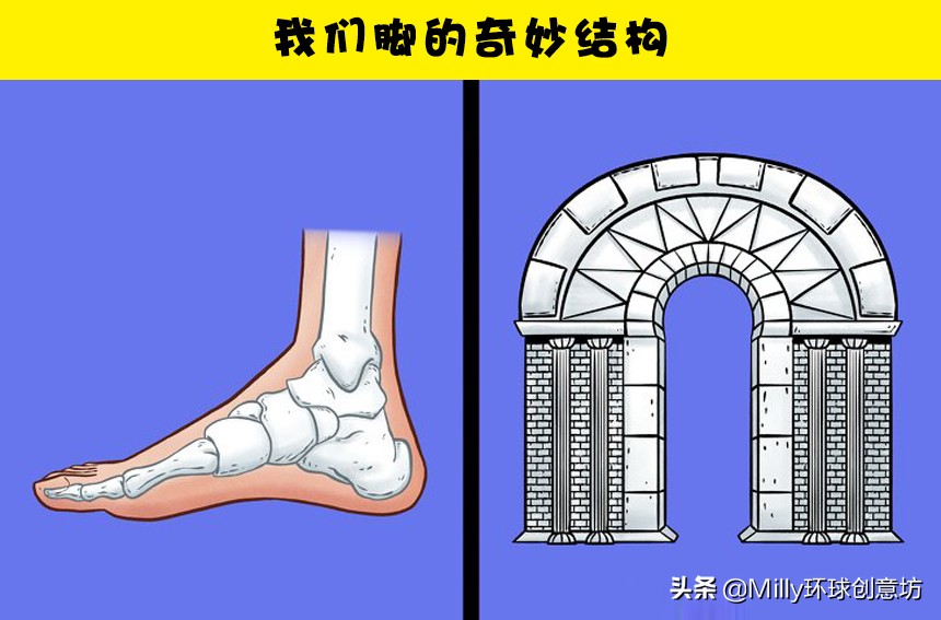 为什么随着年龄增长脚变大,为什么成年了脚还在长大