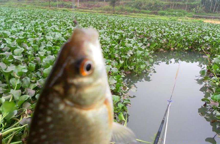 钓鱼时看不准窝料的位置,钓鱼找不准窝子