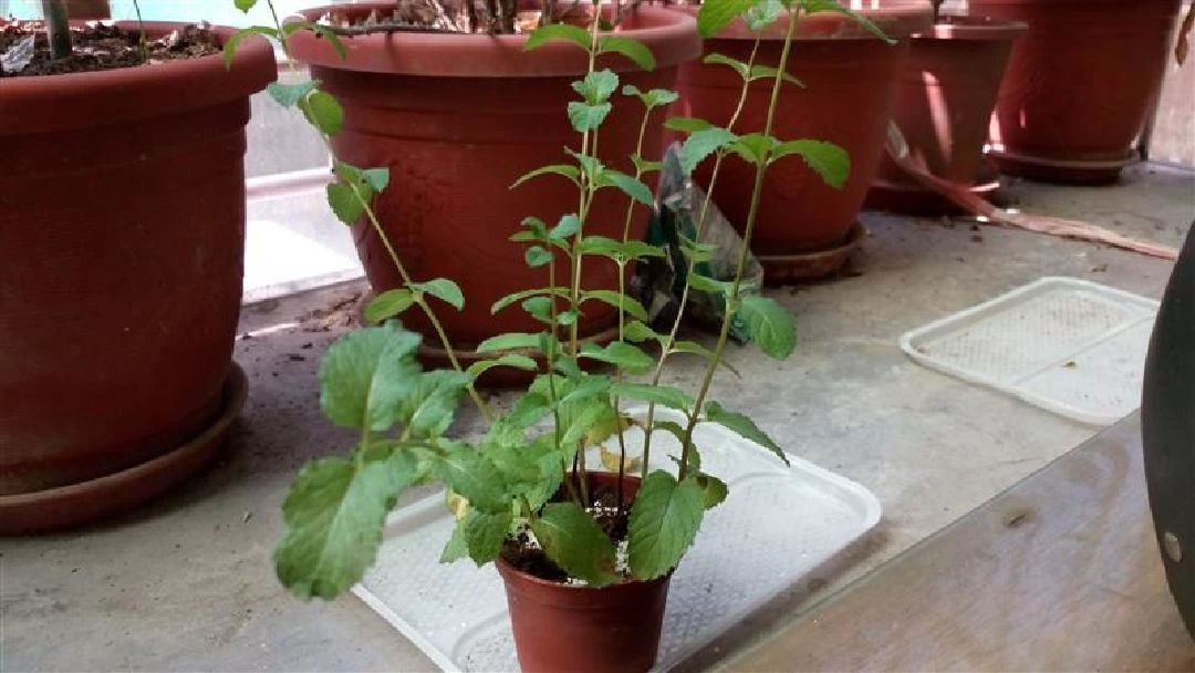 盆栽薄荷叶子蔫了是怎么回事,薄荷盆栽掉叶怎么办