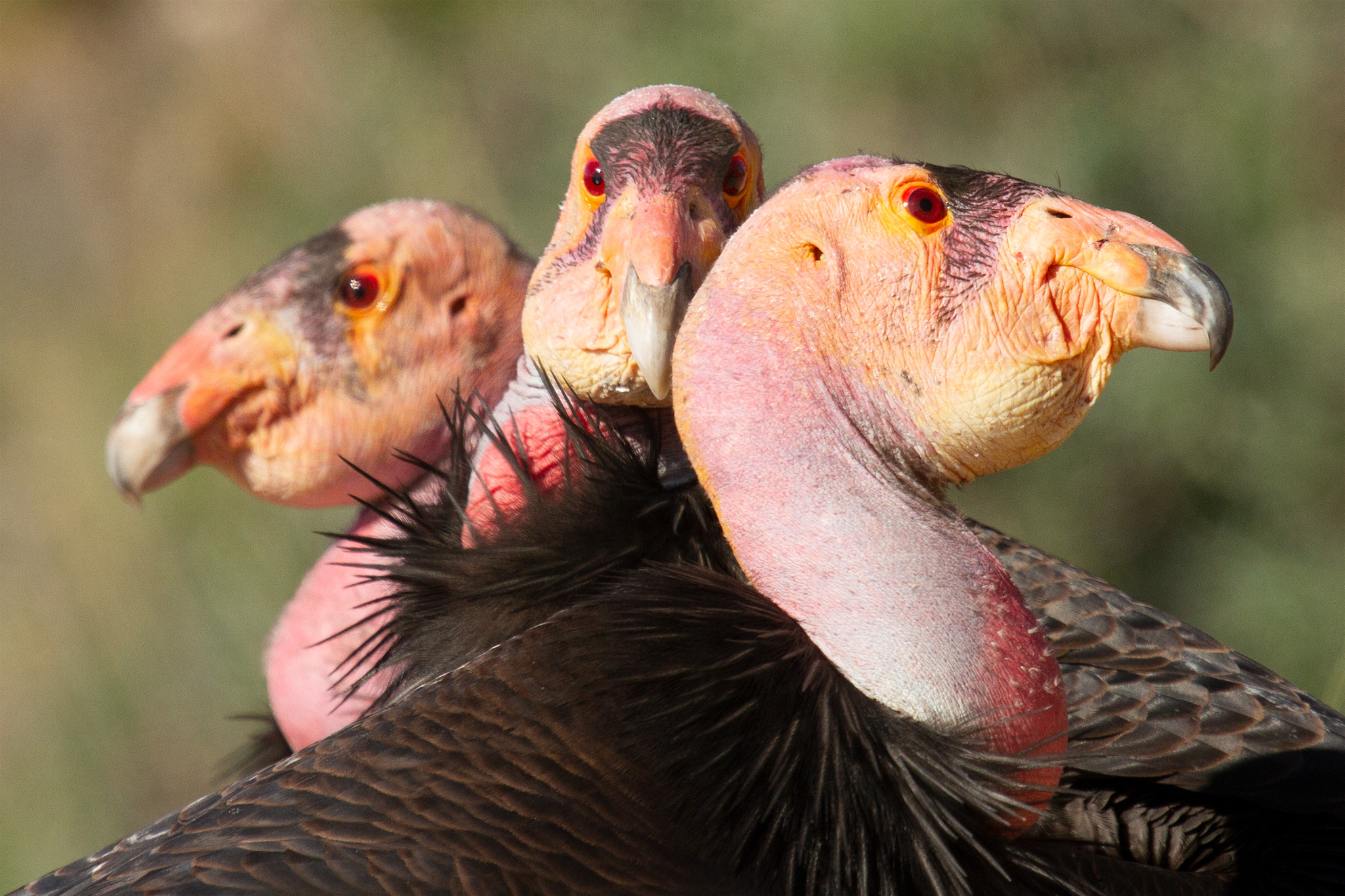 世界上最丑的鸟和最可爱的鱼,世界上最丑的鸟排名