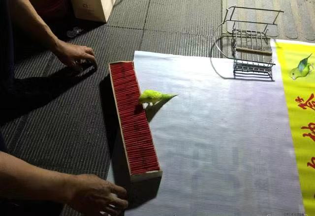 有大三口绝活的黄雀，还有段搞笑的趣史：黄雀的饲养和你想的不同