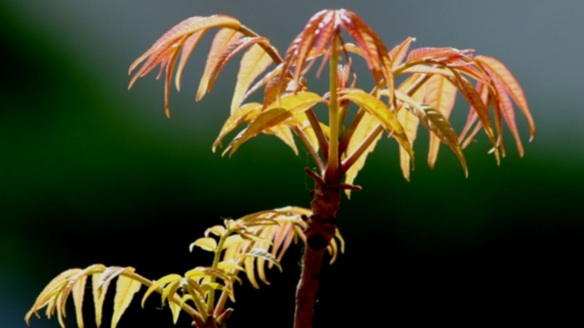 香椿唤起淡淡的乡愁,一口春天一口鲜香椿