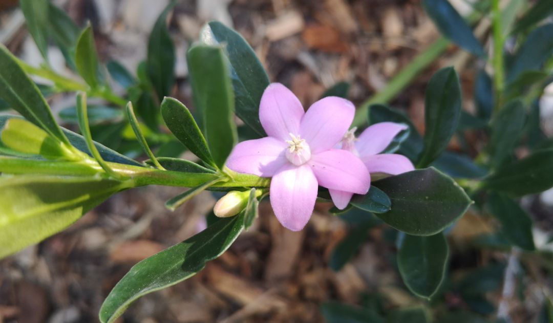 鏈堜寒鏄熷骇鎬庢牱搴斿璐熼潰鎯呯华,鏈堜寒鏄熷骇鎯呯华鐤楁剤