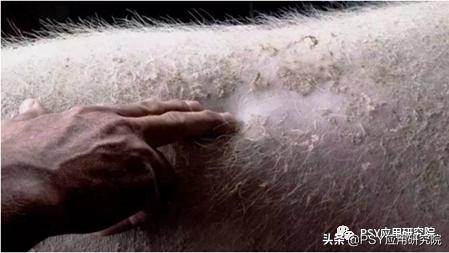 母猪脚软蹄裂,母猪腿肿怎么回事啊