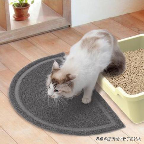 猫咪乱尿的原因和解决方法,猫咪乱尿的解决方法