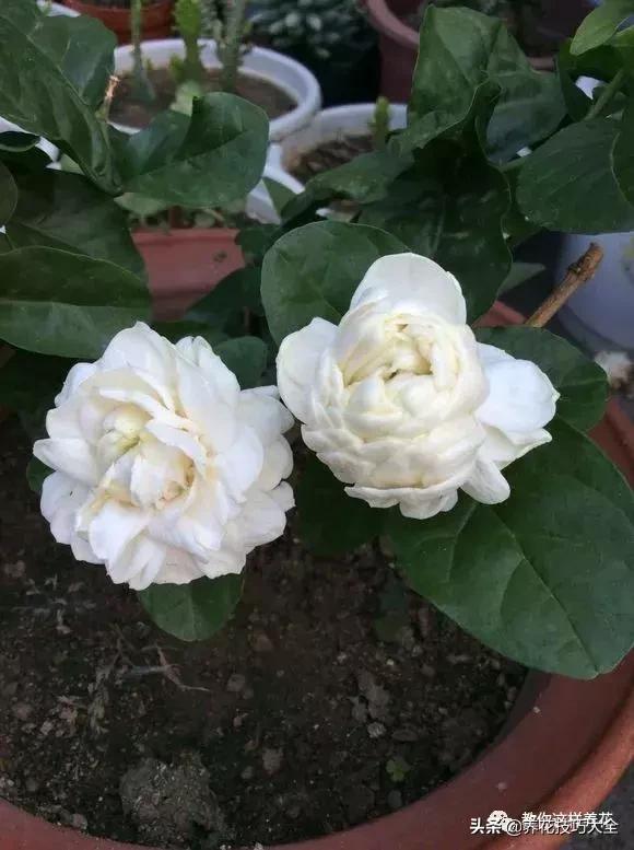 帮助睡眠的花水养,睡眠不理想试试养这4种花