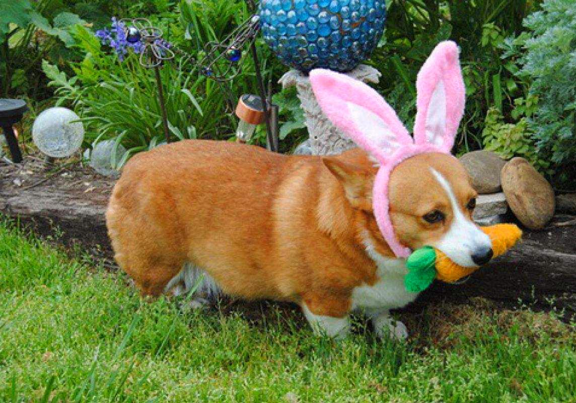 特殊时期如何做好宠物清洁工作？这两点最重要，但仍需注意安全