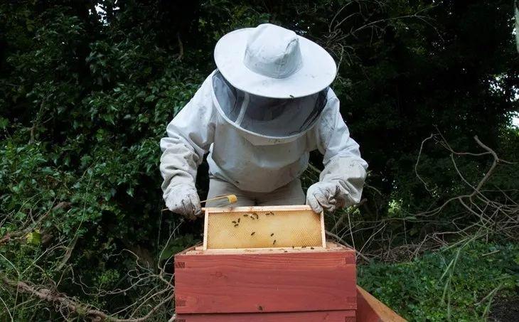 蜜蜂养殖种蜂怎么买,蜜蜂养殖方法自动喂蜂