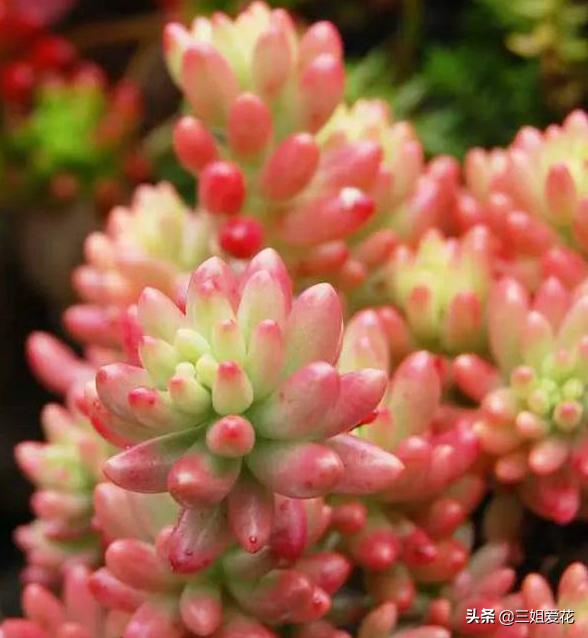 多肉植物虹之玉的外形介绍,虹之玉与乙女心的区别哪个好上色