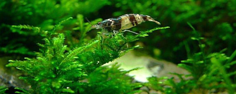 养鱼不想太麻烦这5种鱼最适合你,养鱼养不好想放弃了