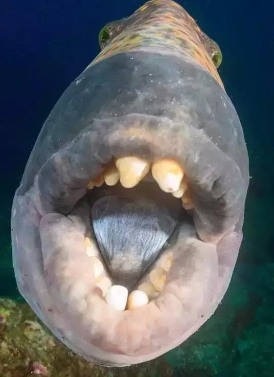 鲨鱼真的是那么恐怖吗,鲨鱼真的有那么凶残吗