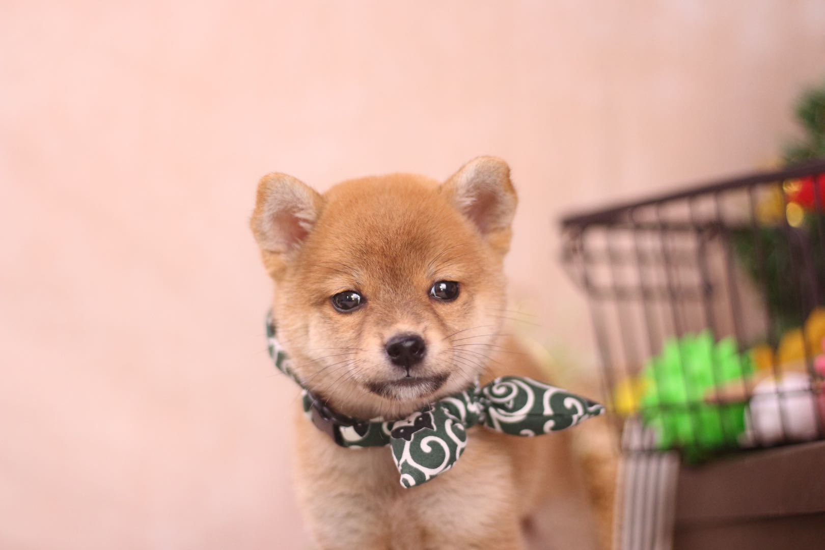 买柴犬南京,南京柴犬犬舍