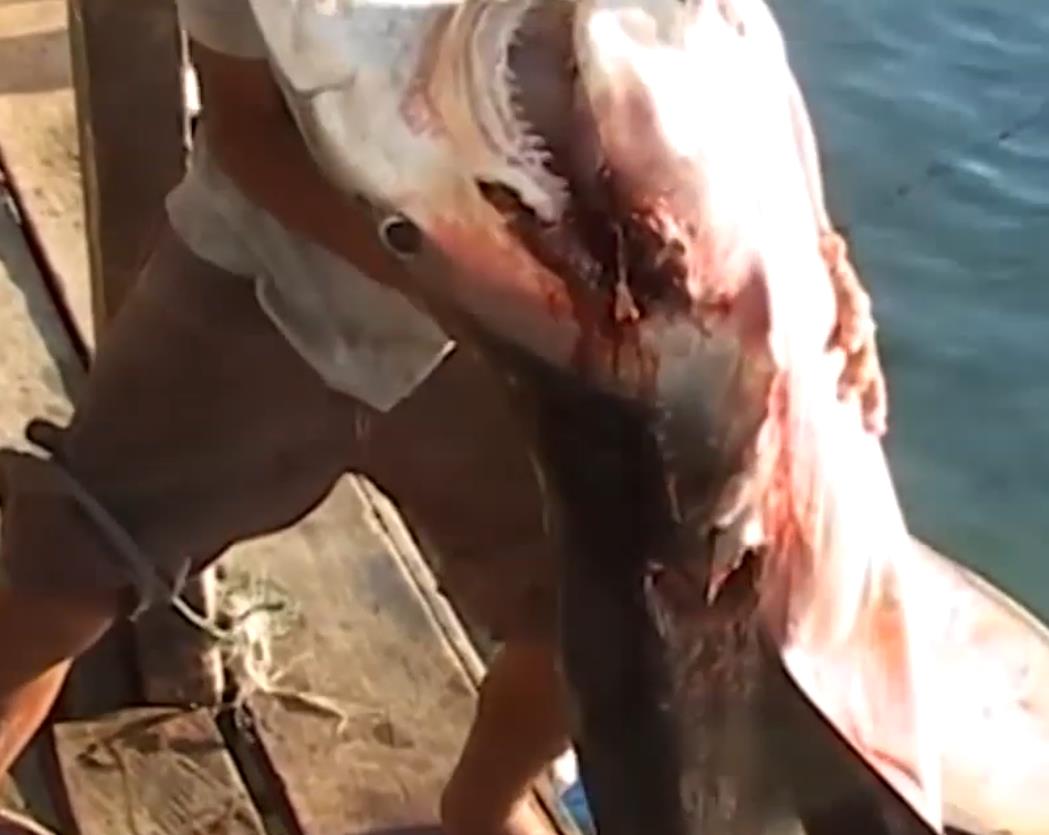 人类割掉鳍的鲨鱼还能活多久,鲨鱼的鳍被割掉后扔回大海