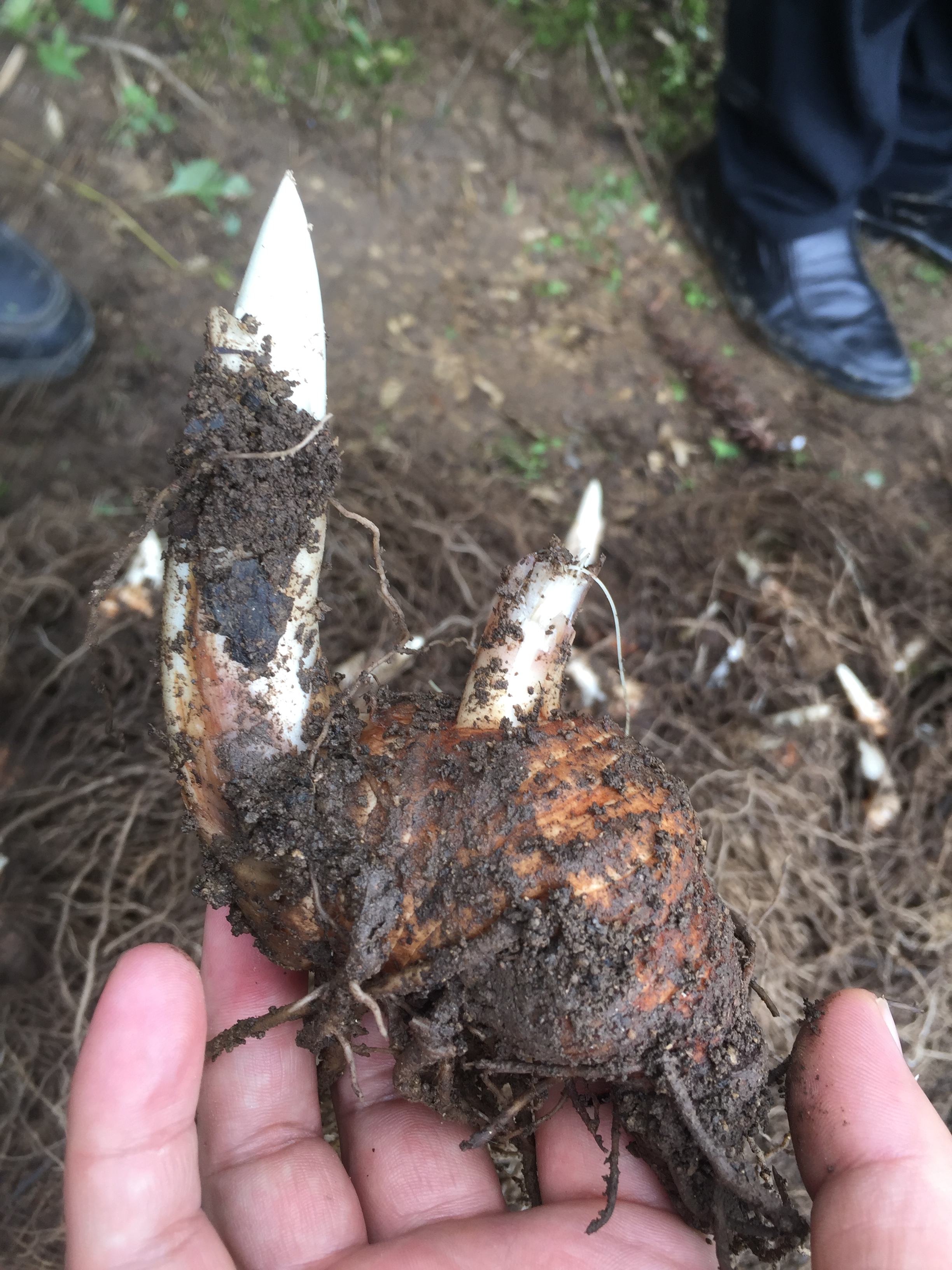 重楼七叶一枝花种植视频,七叶一枝花重楼的作用价值