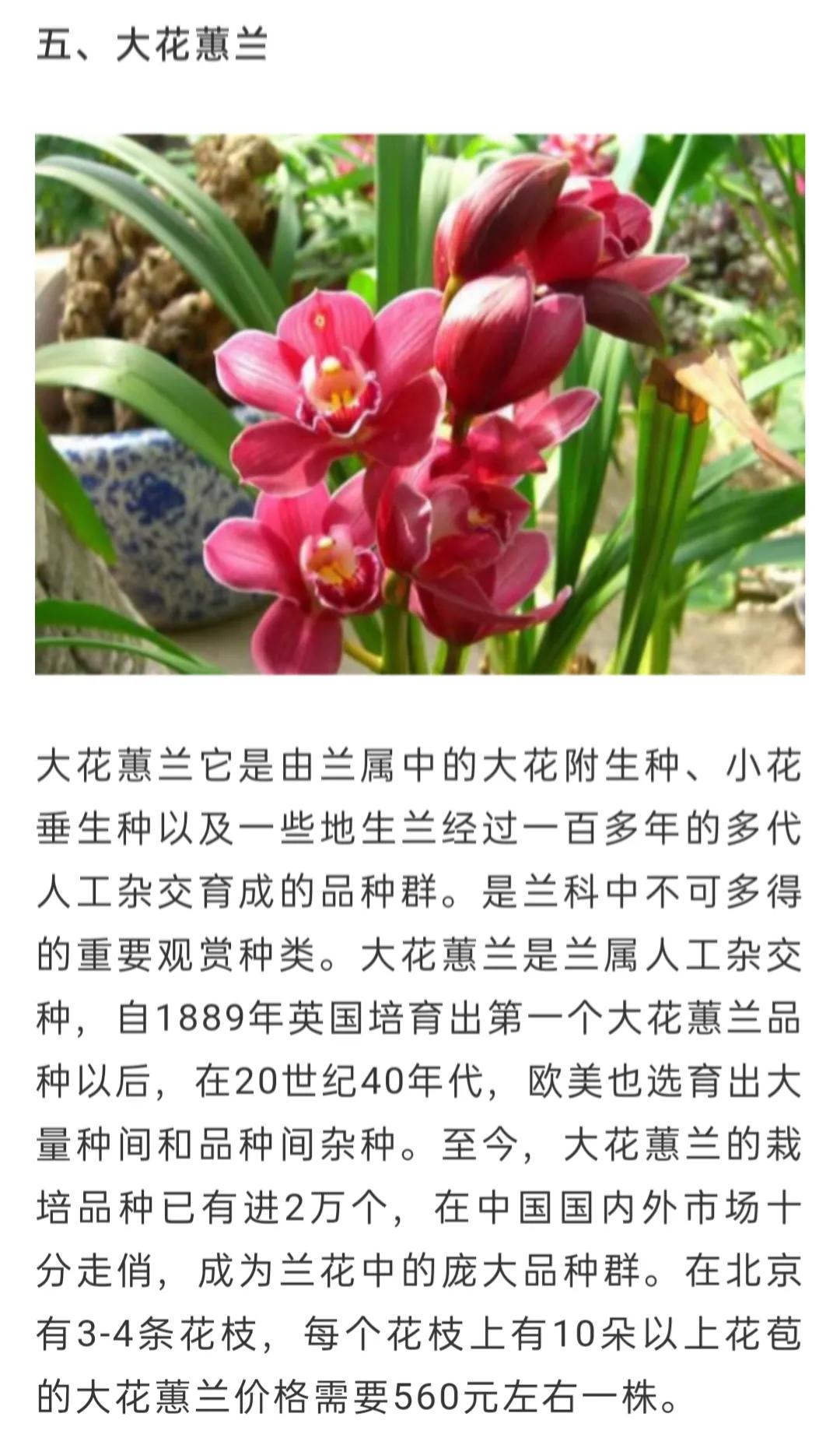 兰花简单介绍,兰花介绍资料大全视频