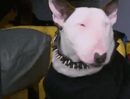 颜王像牛头梗,极限挑战颜王撞脸牛头梗哪一集