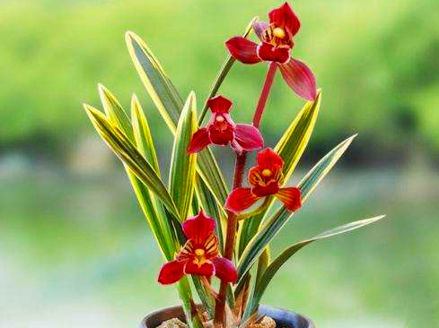 曾价值20万1苗，正格荷瓣，叶片带艺，花艺双绝，带你认识红神荷