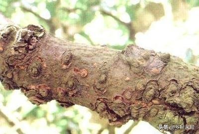 这一圈一圈酷似年轮又像同心圆的病害，到底是什么，该怎么防治？