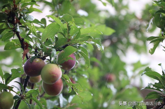 桃吃饱杏伤人什么意思,桃饱杏伤李子树下埋死人的意思