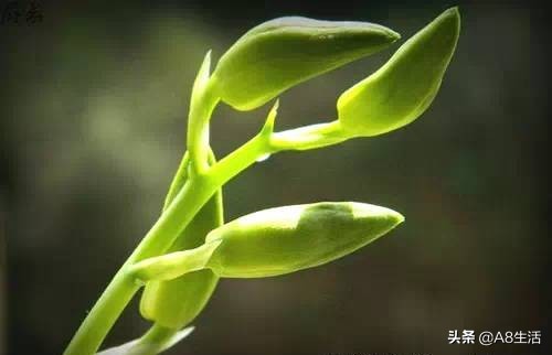 兰花蕙兰十大名品,蕙兰名品大全欣赏