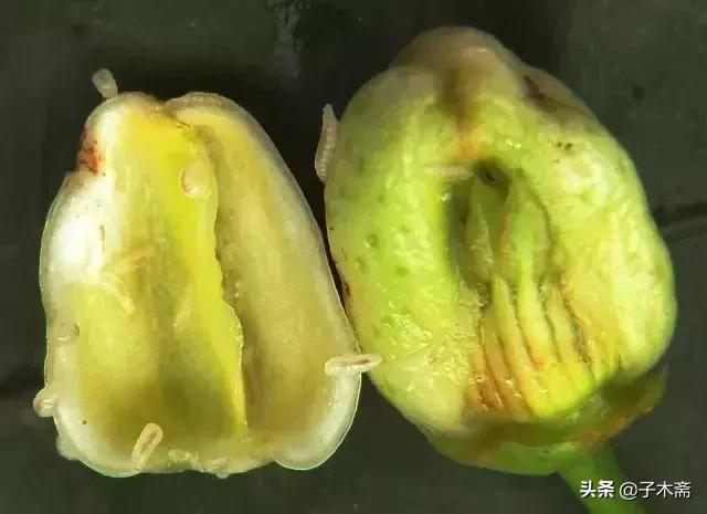 柑橘大实蝇和柑橘小实蝇常规虫害,柑橘虫害高清图谱及防治方法