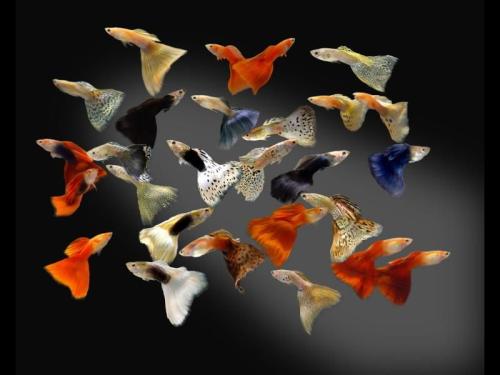 观赏鱼怎么饲养好看又简单,户外勇哥抓观赏鱼