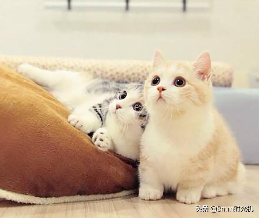 喵星人的品种大全,2018年10大最受欢迎喵星人品种