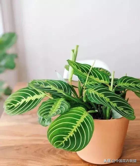 打翻了调色盘的花,打翻了调色盘的美景