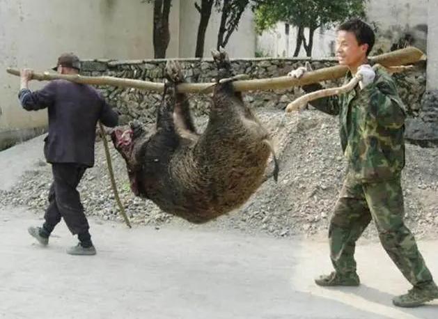 捕获80斤野猪,捕获了一头200公斤的大野猪