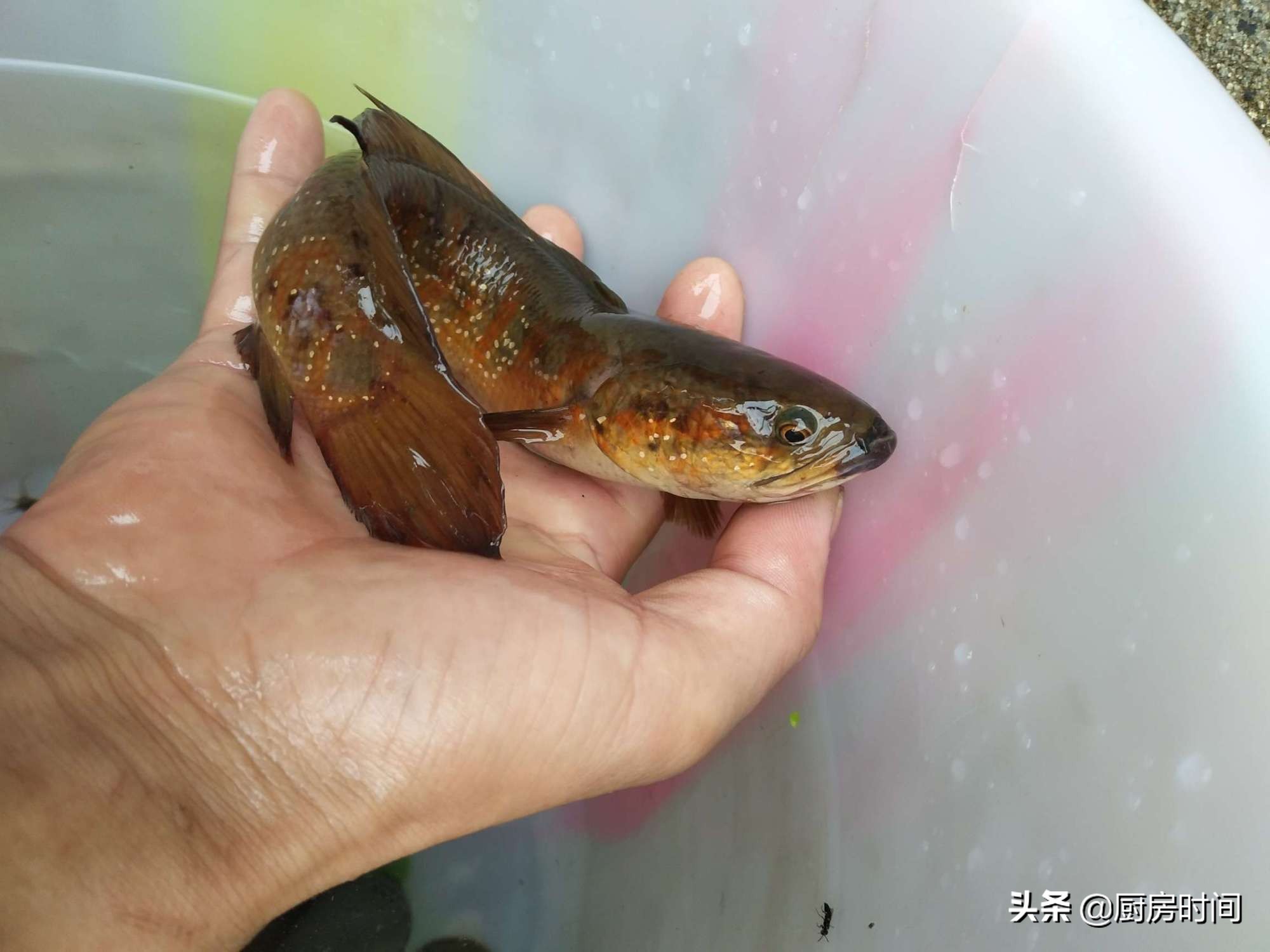 回农村过暑假的孩子太令人羡慕了，原来这些稀罕野味竟能随手可得