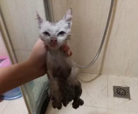 一个月的小猫被粘鼠板粘住了,猫粘鼠板救流浪猫