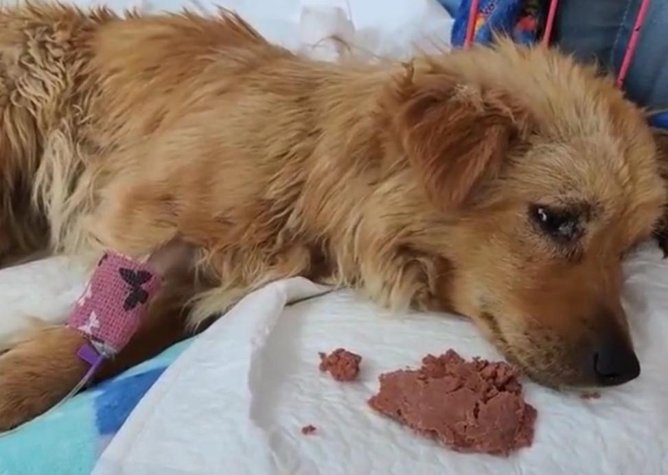 流浪狗被遗弃后瘫在地上不敢动,流浪狗浑身抽搐发现7只流浪狗