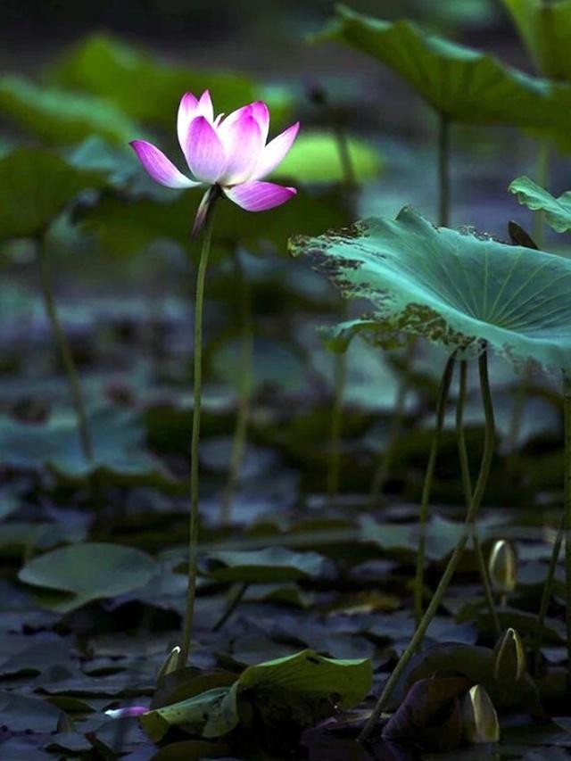 心灵鸡汤经典语录感悟人生正能量,2018感悟人生的说说心灵鸡汤语录